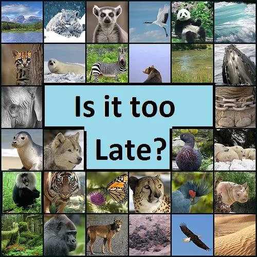 A grid of photos of endangered animals, including a snow leopard, panda, tiger, gorilla, rhino and eagle, surrounding the words "Is it too Late?"