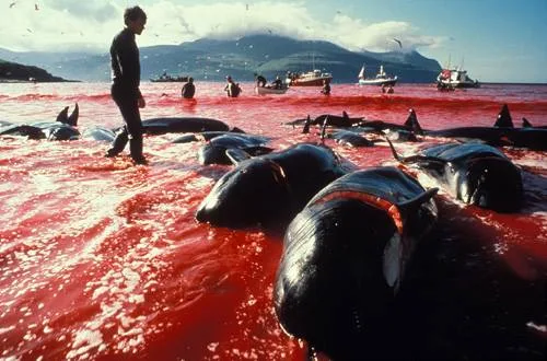 A man in dark clothing stands in shallow water turned red with blood among many dead pilot whales on a shore, with boats and mountains behind.