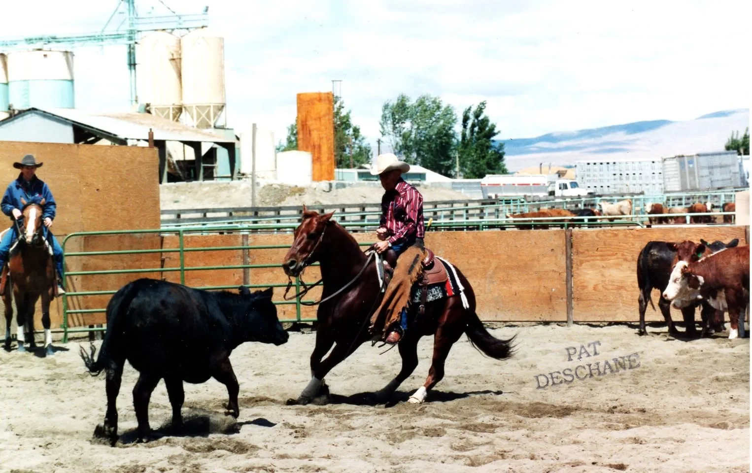 A rider in a white cowboy hat and chaps on a chestnut horse works a black calf in a sandy arena, with cattle and a grain elevator behind.