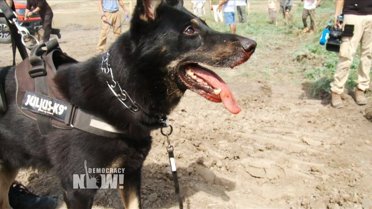A black and tan German shepherd in a Julius-K9 harness and prong collar, its mouth and muzzle stained red, stands on churned dirt as people and a camera operator look on.