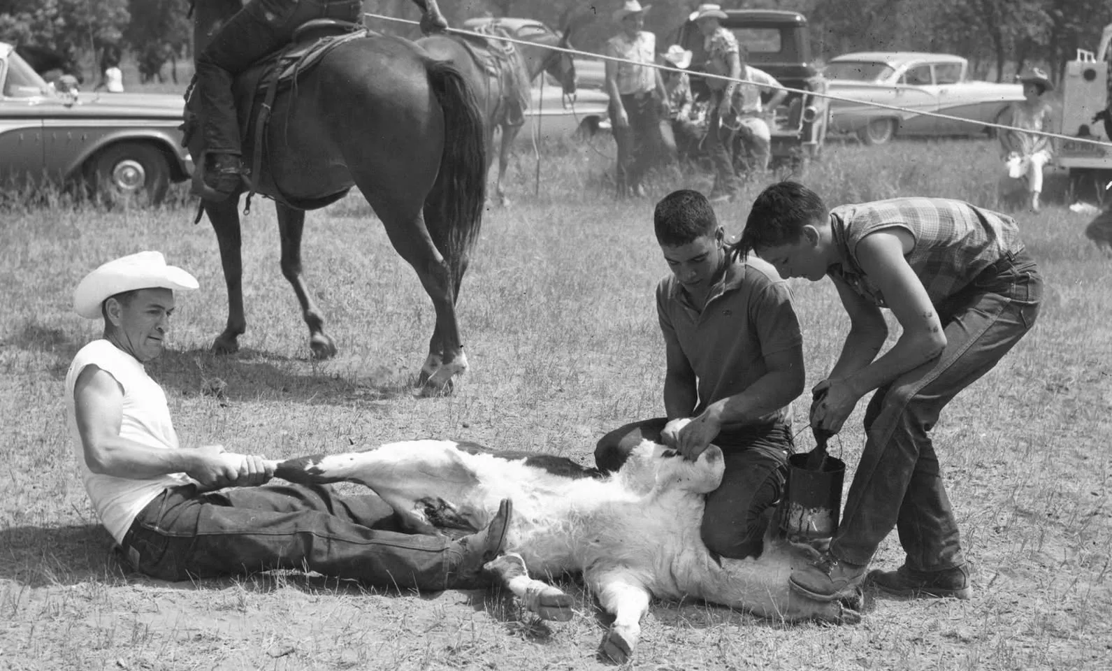 Black-and-white photo of a branding day: a man in a cowboy hat sits on the grass holding a calf's leg while two young men tend the downed calf, with a rider, onlookers and 1950s cars behind.