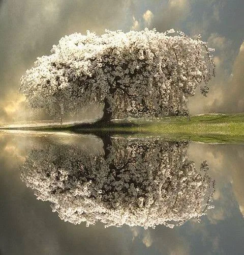 A large tree covered in white blossoms stands on a green bank, mirrored in still water beneath a cloudy, sunlit sky.