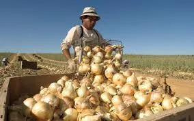 A farmworker in a hat stands behind a wooden crate piled high with freshly harvested onions in a sunny field.