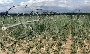 Rows of onion plants growing in a field, with a wheel-line irrigation system stretching across under a cloudy sky.