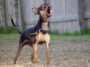 A small black and tan dog with a collar stands on dry grass in front of a wooden fence, head raised and mouth open mid-bark.