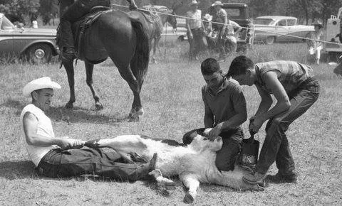 Black-and-white photo of a man in a white cowboy hat seated on the grass holding a calf's leg while two young men pin it down. A rider on horseback, onlookers and old cars are behind.