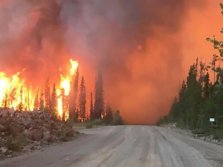 Towering flames consume evergreen trees beside a gravel road under a sky thick with orange smoke.