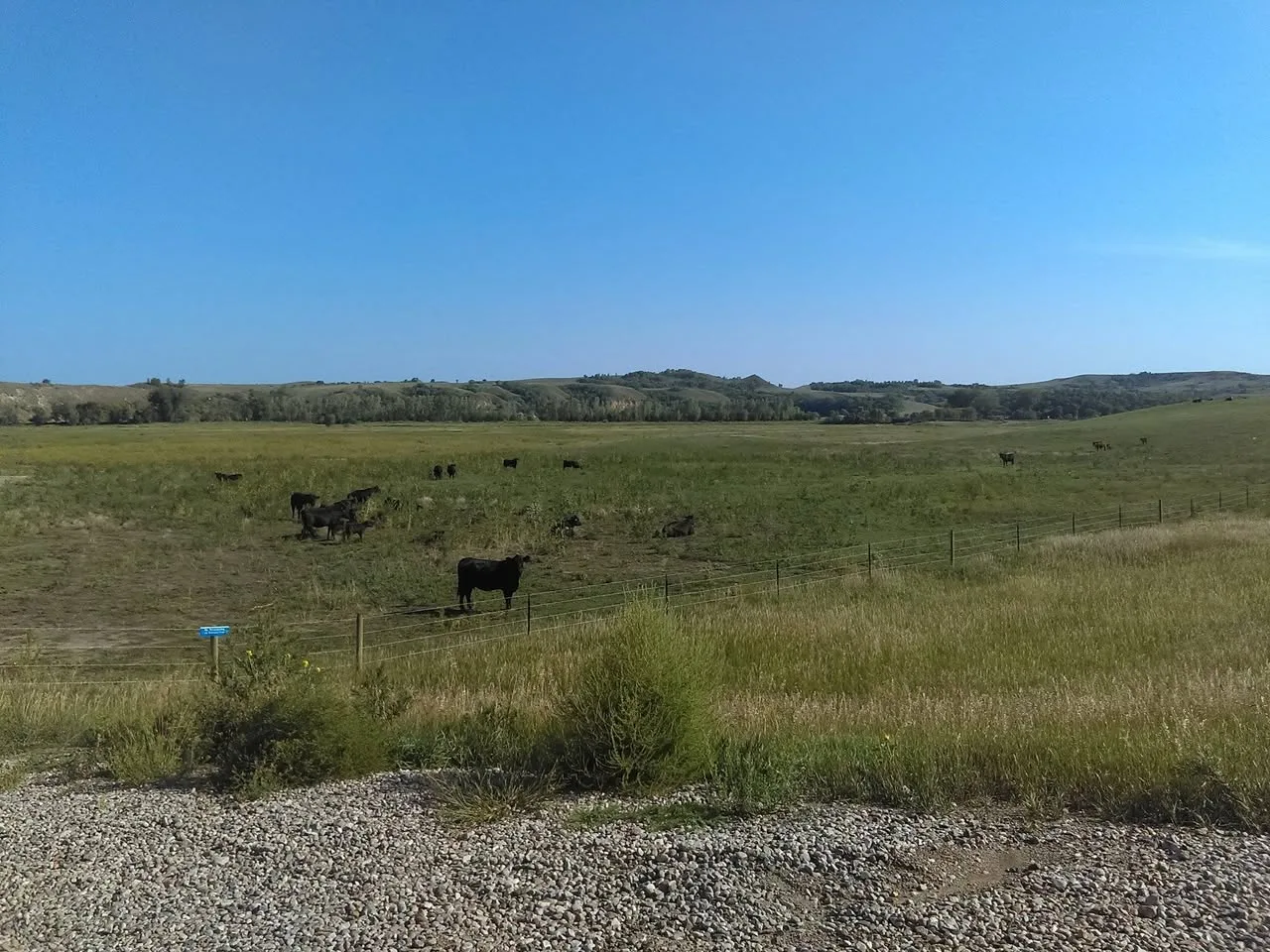 Black cattle graze in a fenced green pasture beneath a clear blue sky, with rolling tree-lined hills in the distance and a gravel roadside in front.