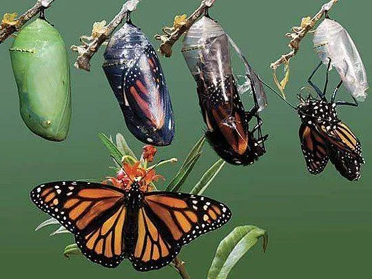 Sequence of monarch butterfly metamorphosis: a green chrysalis, a darkening chrysalis, a butterfly emerging, and a full monarch with open wings on orange flowers.