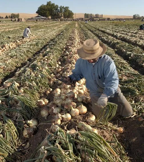 A man in a straw hat and blue shirt kneels in a field, cutting the green tops from rows of harvested onions, with other workers and farm buildings in the distance.