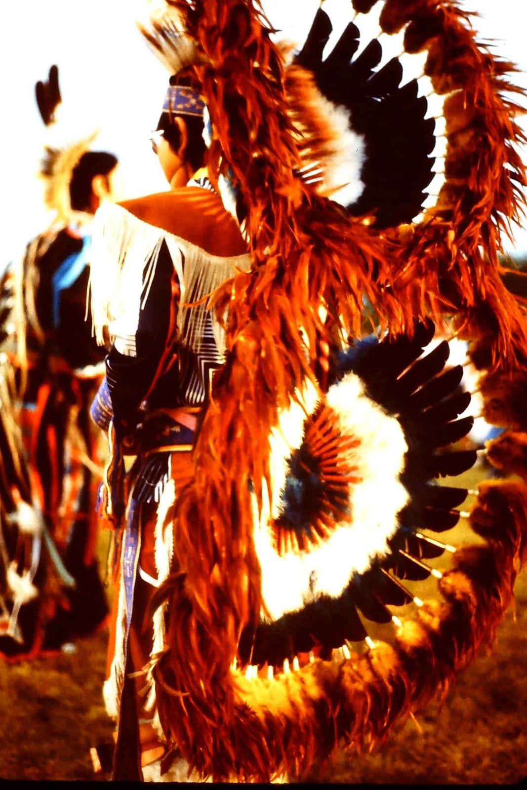Close-up of a dancer's large feather bustles glowing in warm sunlight.