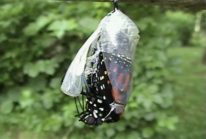 A monarch butterfly emerging from its clear, split chrysalis, its black and white spotted body hanging below the empty casing against green foliage.