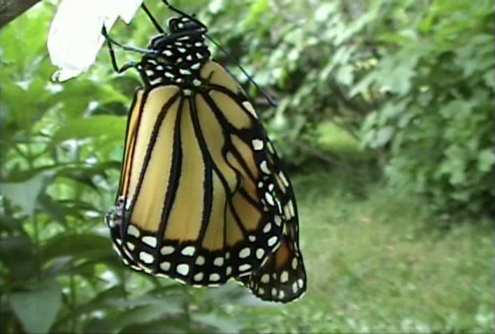 A newly emerged monarch butterfly with folded orange and black wings hanging from its empty chrysalis in a green garden.