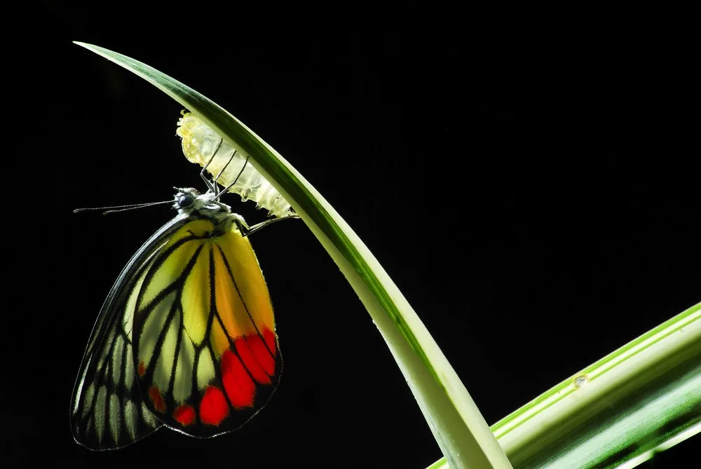 A butterfly with yellow, white and red wings veined in black hangs beside its empty chrysalis on a curved green leaf against a black background.