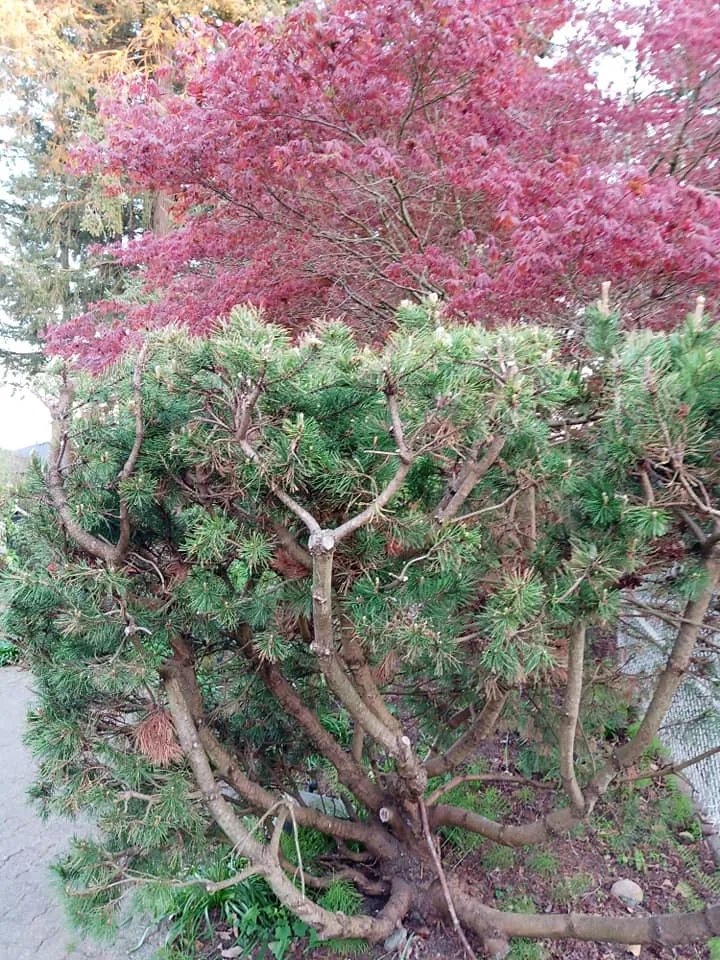A gnarled, sprawling pine shrub with green needles in front of a tree with deep red-purple leaves.