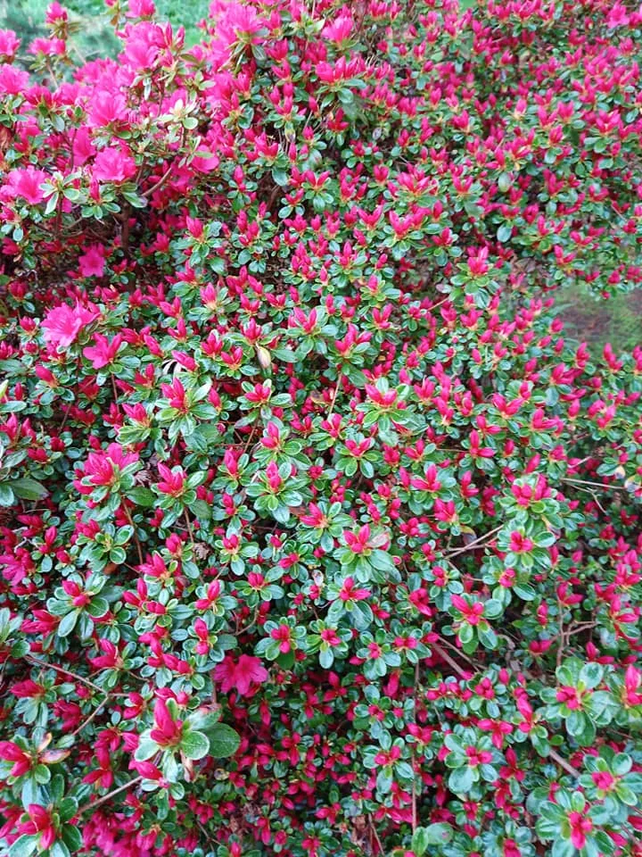 Close view of a dense azalea bush covered in bright pink-red blossoms among small green leaves.