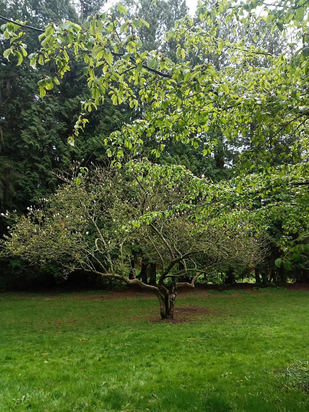 A multi-trunked magnolia tree with white buds stands on a green lawn, framed by fresh spring leaves overhead and tall dark evergreens behind.