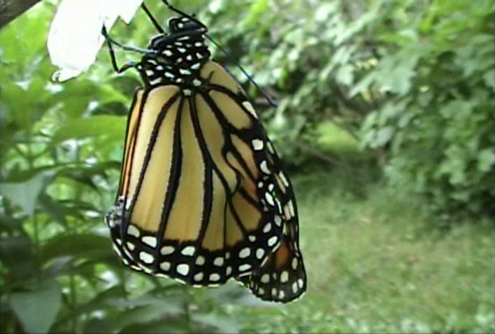 A monarch butterfly with orange wings veined in black and spotted with white hangs from a white surface against green foliage.