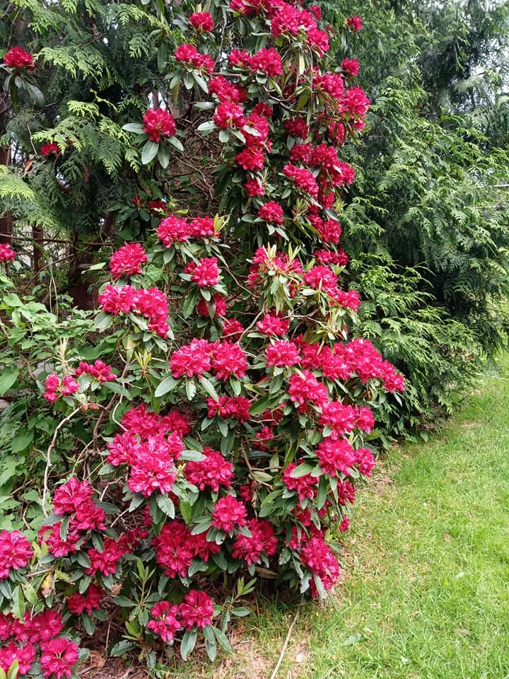 A tall rhododendron bush covered in clusters of deep pink-red blossoms, framed by evergreen cedar boughs beside a strip of green lawn.