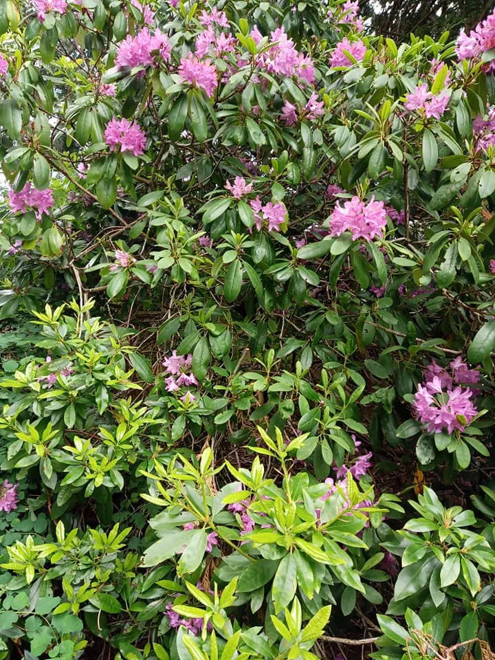 A dense rhododendron shrub with lavender-pink flower clusters among glossy dark green leaves, with bright yellow-green new growth in the foreground.
