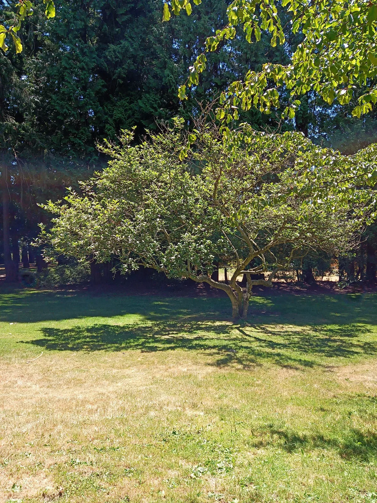 A leafy tree with a multi-branched trunk stands on a sunlit lawn, casting dappled shade, with tall evergreens behind it and branches overhead.