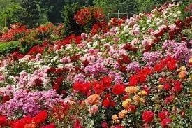 A hillside rose garden in full bloom with roses of red, pink, white, yellow and peach growing together, trees in the background.
