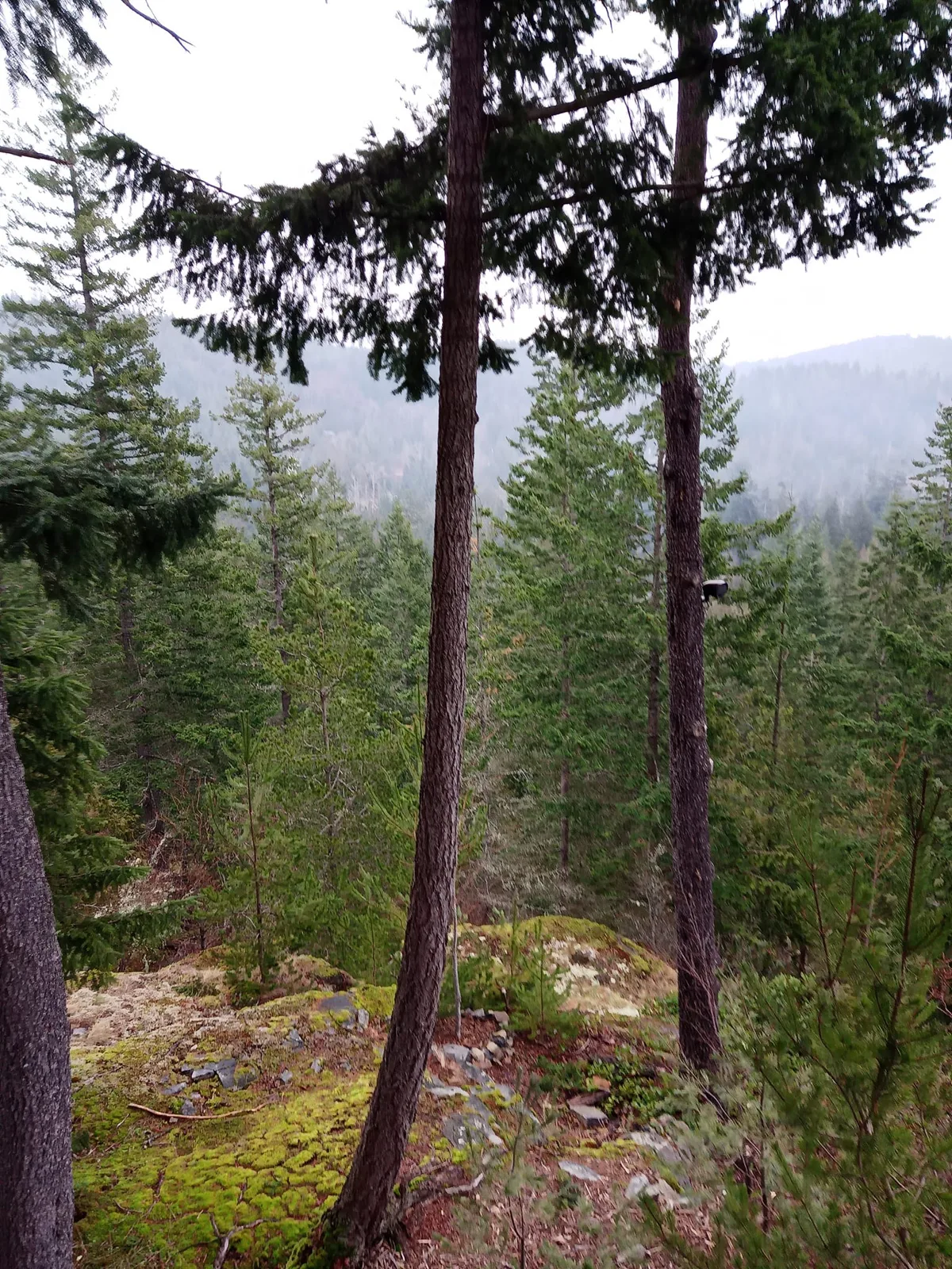 Tall evergreen trees on a mossy rocky hilltop overlook a misty forested valley, with a small circle of stones on the ground among the trees.
