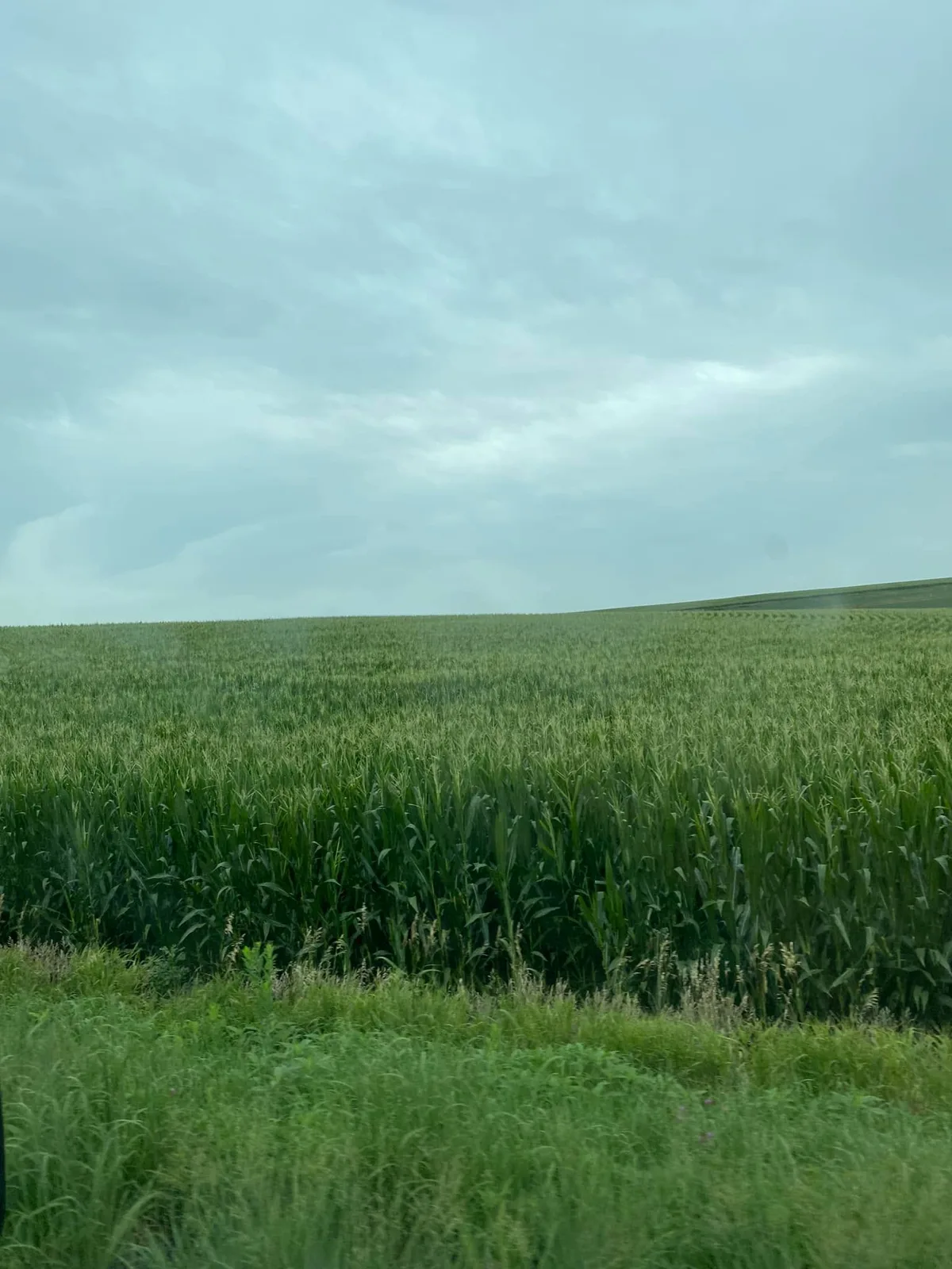 A vast green cornfield stretching to a low horizon under an overcast, blue-gray sky, with tall roadside grass in the foreground.
