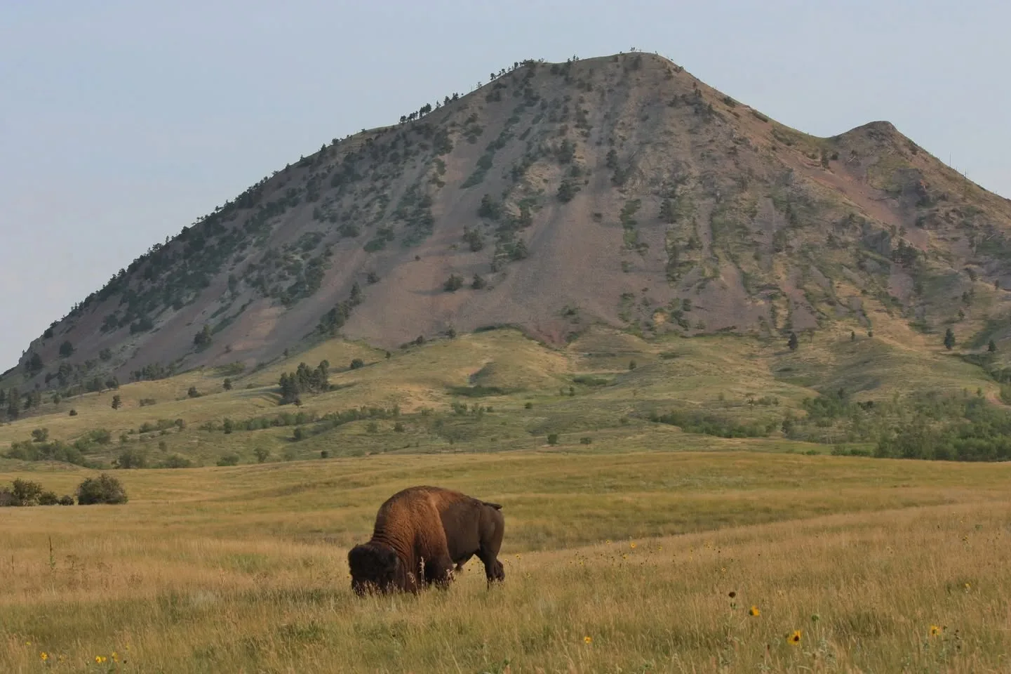 A lone bison grazes in a golden prairie dotted with sunflowers, beneath a large tree-studded butte rising against a pale sky.