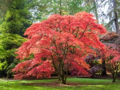 A tree with bright red and orange autumn leaves stands on a green lawn among tall evergreen and leafy trees.