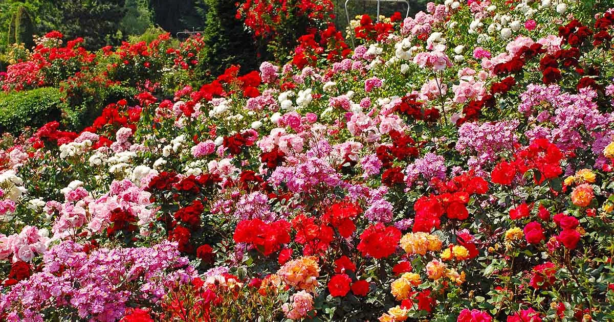A sunlit garden filled with blooming roses in red, pink, white, crimson, orange and yellow, growing densely together in front of green hedges and trees.