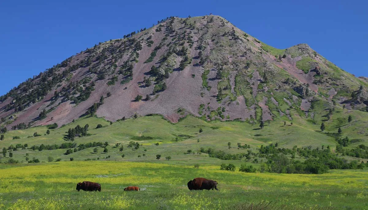 Three bison, including a young calf, graze in a green and yellow meadow below a tall, partly forested mountain under a clear blue sky.