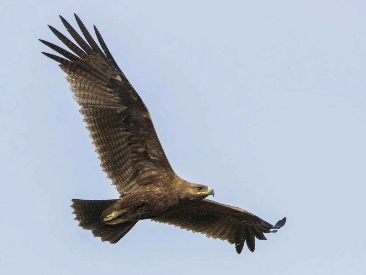 A brown eagle with speckled plumage soaring with wings fully outstretched against a pale blue sky.