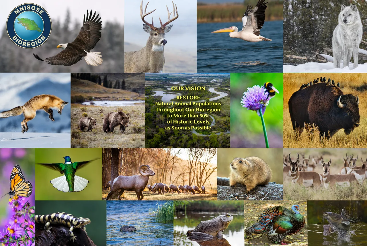 Collage of bioregion wildlife, including a bald eagle, deer, pelican, wolf, fox, grizzly bears, bison, bighorn sheep and pronghorn, around the text of the vision to restore animal populations.