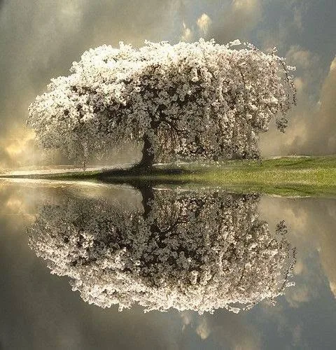 A broad tree covered in white blossoms stands on a green bank, mirrored in still water beneath a cloudy, golden-lit sky.