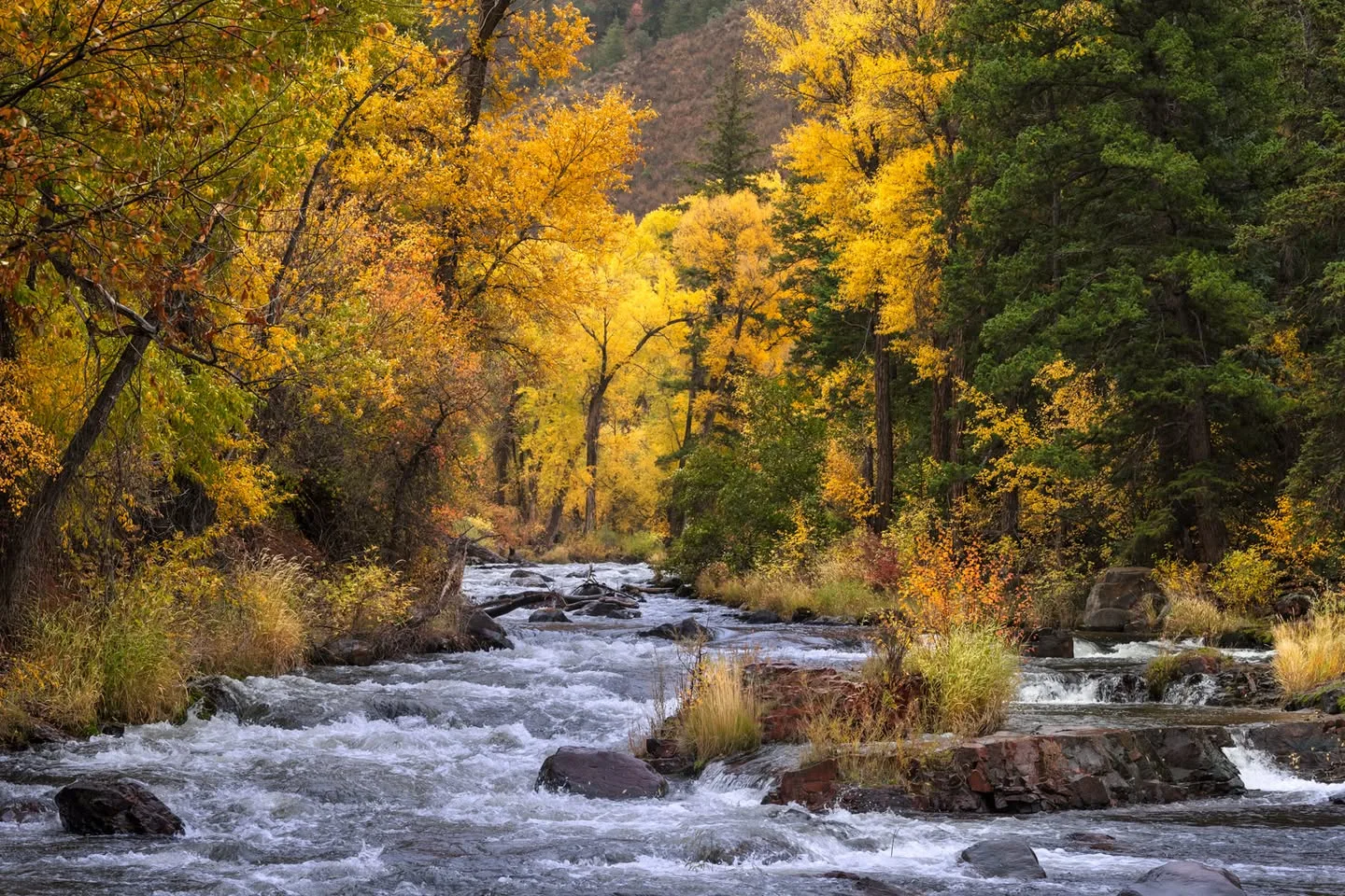 A rushing mountain stream flows over rocks between trees in golden autumn color, with tall green evergreens on the right and a forested hillside beyond.