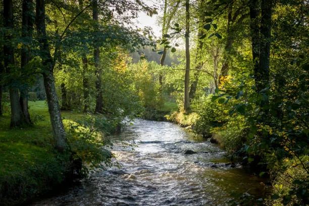 A clear stream flows over stones through a sunlit forest, its banks lined with green grass and trees touched with early autumn yellow.