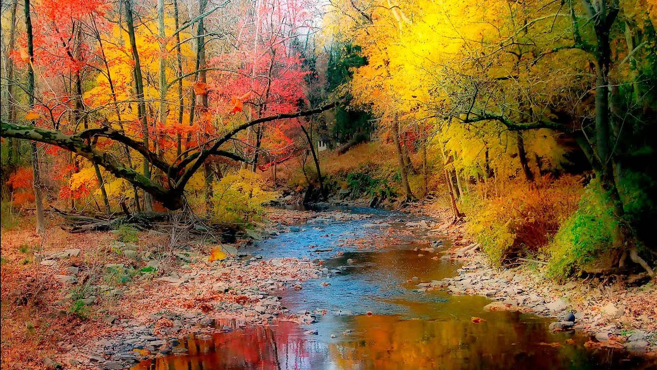 A shallow, rocky stream winds through an autumn forest of bright red, orange and yellow trees, their colors reflected in the still water.