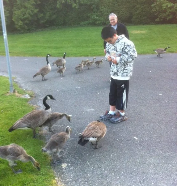 A boy in a patterned hoodie and shorts feeds a gathering of Canada geese and goslings on a paved path, while an older man with white hair stands behind him on the grass.