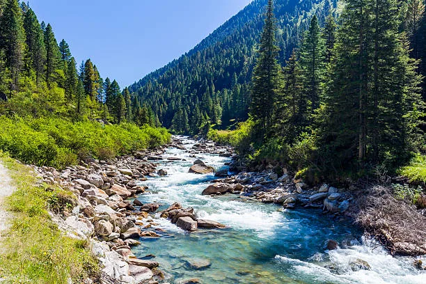 A clear turquoise mountain stream rushes over rounded stones through a valley of tall evergreen forest under a bright blue sky.