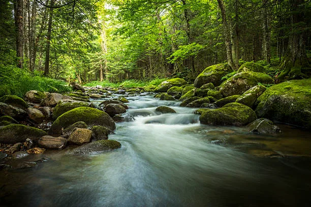 A clear stream flows over moss-covered boulders through a lush green forest, its water softly blurred as it cascades between the rocks.