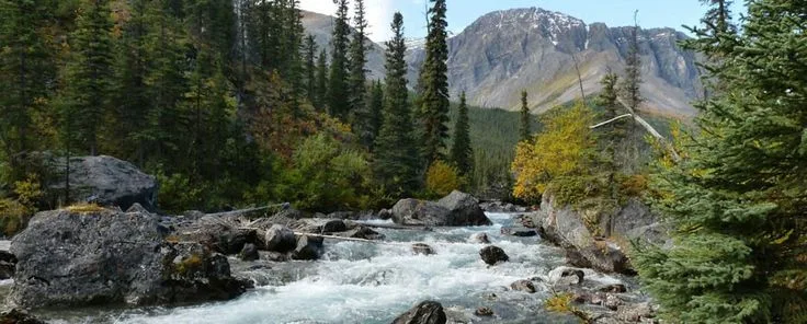 A clear mountain stream rushes over boulders through an evergreen forest with autumn-yellow trees, beneath a rugged gray mountain peak.