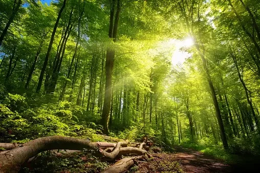 Sunlight streams through the canopy of a lush green forest, lighting tall trees, a dirt path and fallen branches on the forest floor.