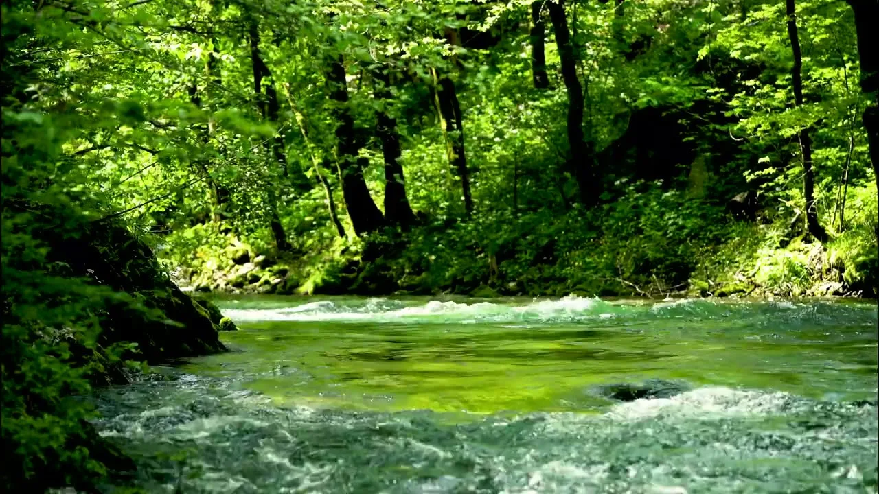 A clear green stream rushes over rocks through a lush forest, sunlight filtering through tall trees and bright green leaves.
