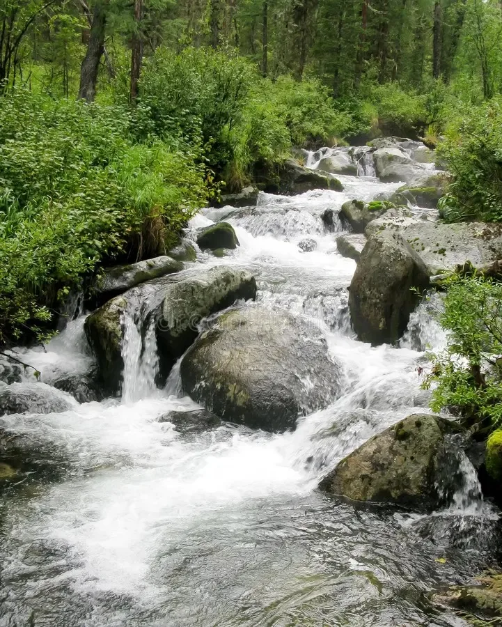 A mountain stream rushes white over moss-covered boulders, flanked by lush green plants and a dense evergreen forest.