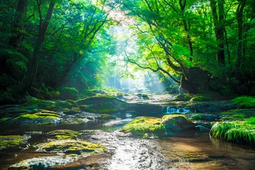 Sunlight streams through a lush green forest onto a shallow stream flowing over moss-covered rocks.