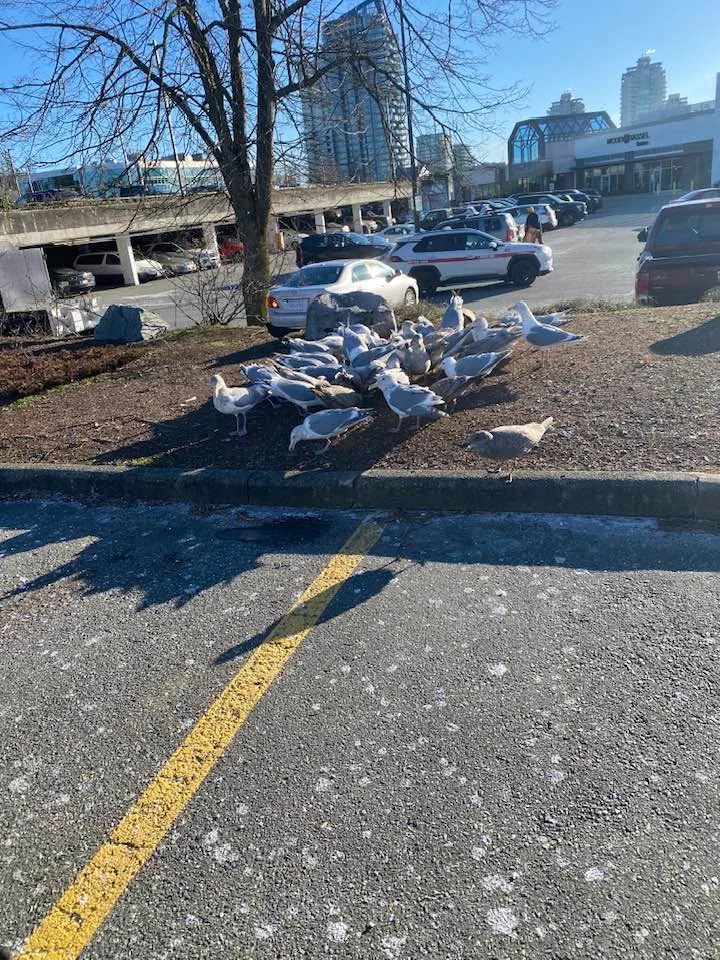 A flock of seagulls gathers to feed on a dirt median beside a sunny mall parking lot, with parked cars, a bare tree and high-rise buildings behind.