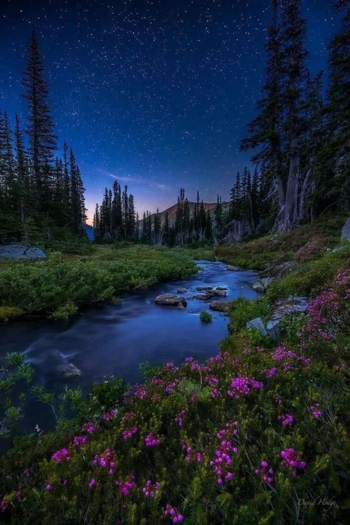 A mountain stream winds through green meadows and clusters of pink wildflowers beneath a star-filled night sky, framed by tall evergreen trees and a distant peak.