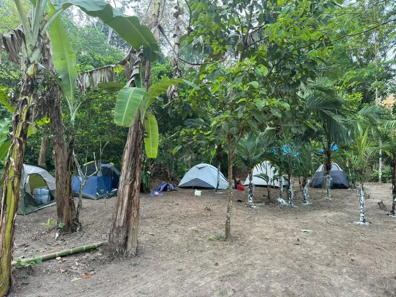 Several camping tents set up on cleared ground among banana trees and palms in a green jungle clearing.