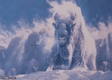A painting in blue and white tones of a frost-covered bison walking toward the viewer through snow, with a herd of bison emerging from swirling mist behind it.